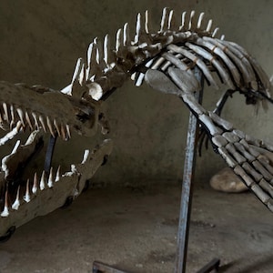 Op de afbeelding: Een gefossiliseerd skelet van een zeereptiel gemonteerd op een donkere metalen standaard. Het exemplaar heeft een langwerpige schedel met scherpe tanden, een gebogen ruggengraat met opvallende rugstekels en vinachtige ledematen.
