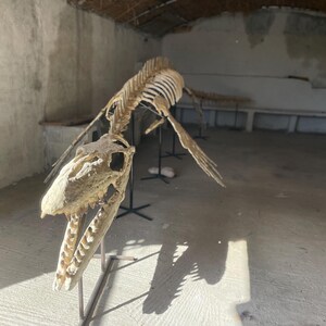 Puede incluir: Esqueleto completo de un reptil marino, posiblemente un plesiosaurio, expuesto en una sala de hormigón. Los huesos fosilizados son de color beige claro, con el cráneo y el cuello largo destacados. El esqueleto está montado sobre soportes metálicos negros.