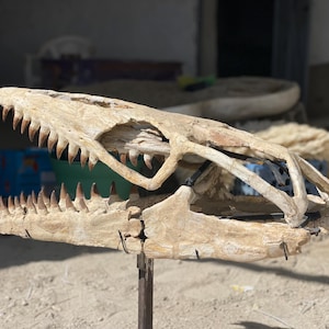 Il cranio del mosasauro