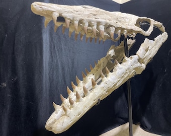 限定版モササウルスの頭骨化石「ブラックパール」 - Etsy 日本
