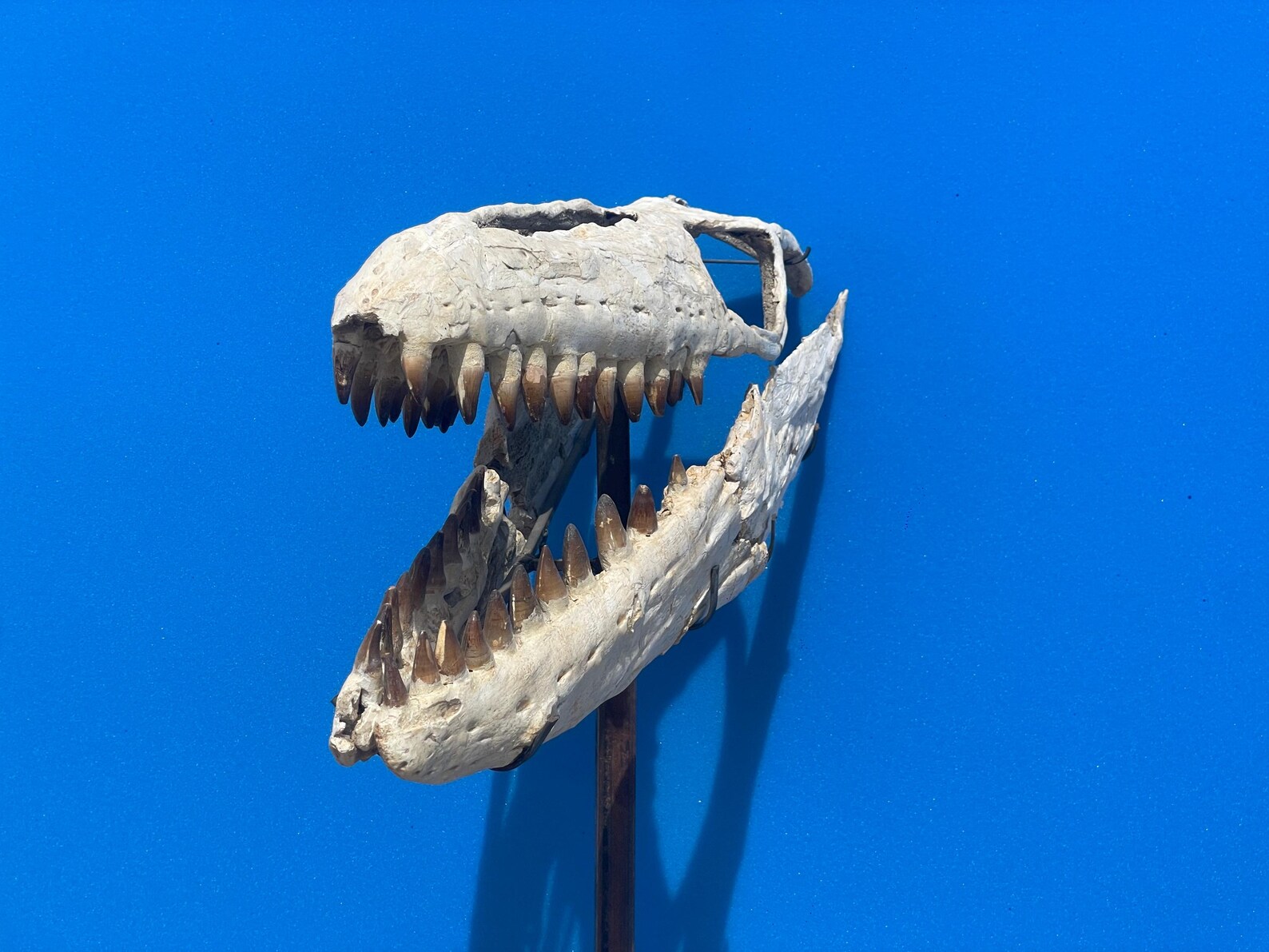 Mosasaurus Skull, 96cm Fossil - Etsy