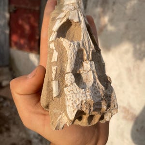 Autentico cranio fossilizzato di rettile marino - Fossile di mosasauro dell'era cretacea - Esemplare reale dell'era dei dinosauri - Regalo di storia naturale - Fossile raro