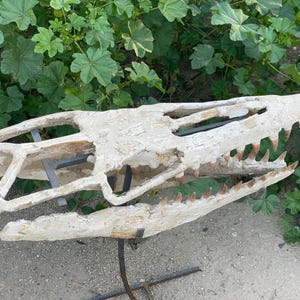 Il cranio del mosasauro 50 cm