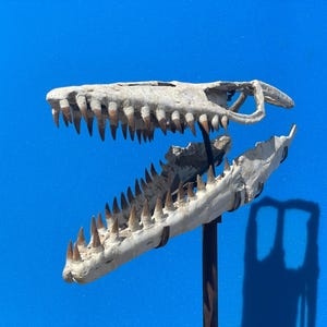 Il cranio del mosasauro