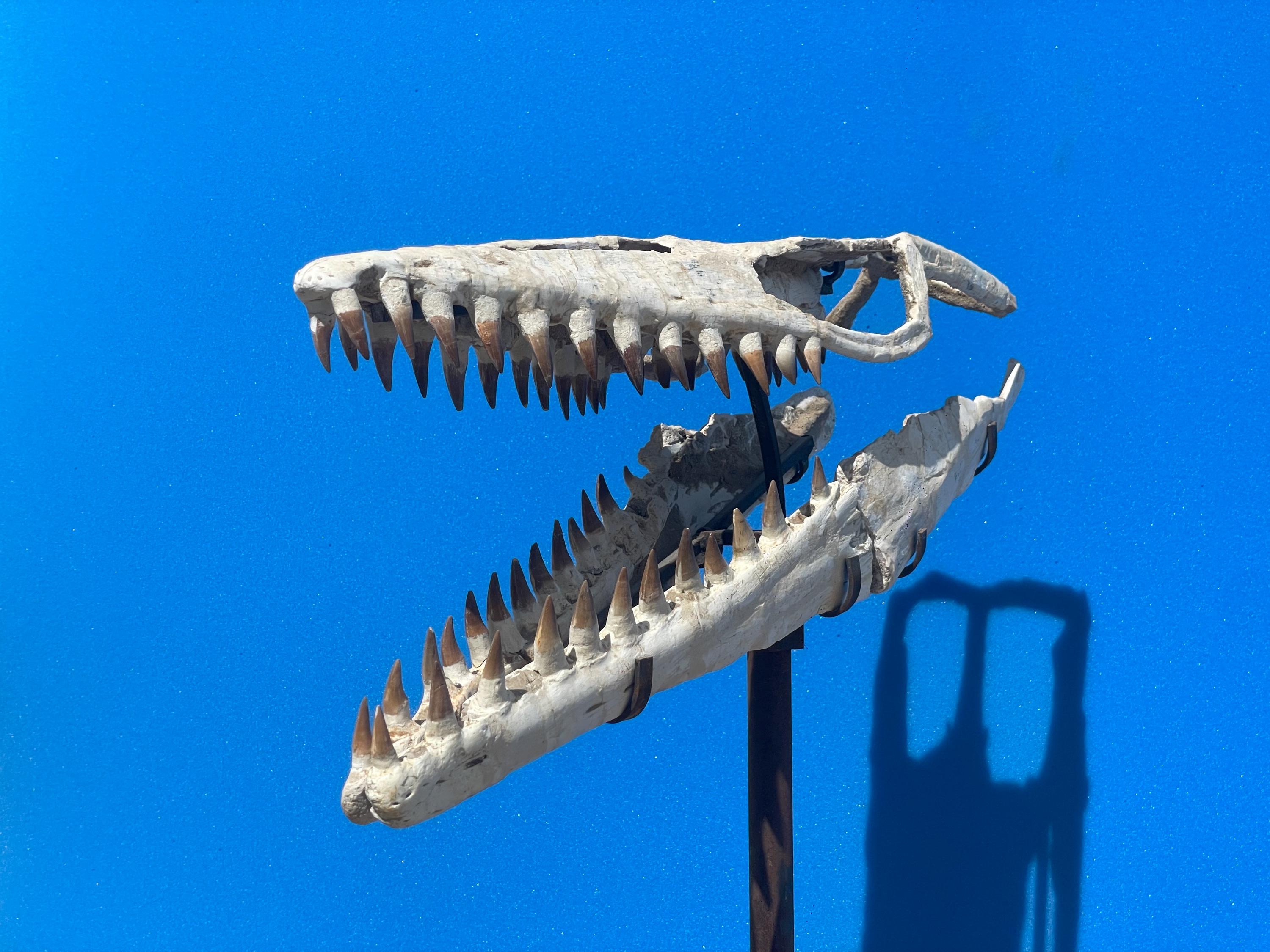 モササウルスの頭蓋骨レプリカ（長さ65cm） - Etsy 日本