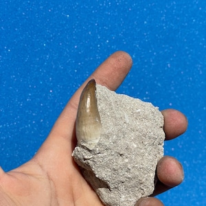 The mosasaurus teeth