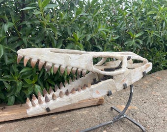 The mosasaurus skull 50 cm