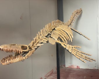 The mosasauru skeleton ( 200 cm)