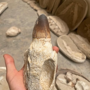 Authentic Mosasaur Tooth – Rare Fossil from a Prehistoric Marine Predator 20cm