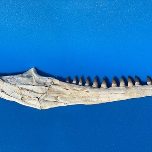 Op de afbeelding: Een gefossiliseerde kaak met meerdere tanden, tegen een levendige blauwe achtergrond. Het bot is gebroken wit met zichtbare scheuren en onvolkomenheden, en de tanden zijn een donkerdere tint bruin. De kaak is een object van natuurlijke historie.