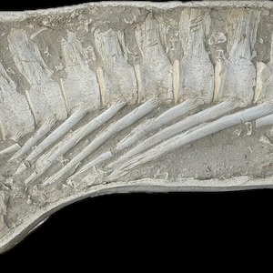 Vertebre fossili di Mosasaurus autentiche - Ossa di predatore marino estinto - Decorazione geologica unica - Regalo per appassionati di dinosauri e paleontologia