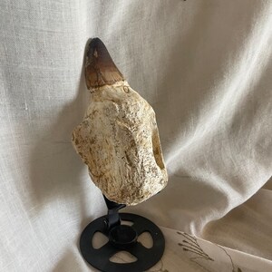 Authentic Mosasaur Tooth – Rare Fossil from a Prehistoric Marine Predator 20cm