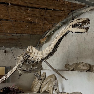 Lo scheletro dei plesiosauri