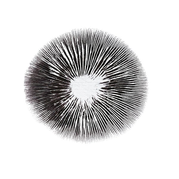 Mushroom Spore Print - "Trinity 1" Downloadable Black and White Botanical Print