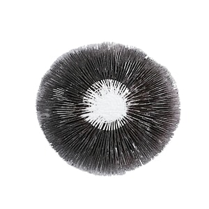 Puede incluir: Primer plano de un hongo con un sombrero marrón oscuro y branquias blancas. El hongo está aislado sobre un fondo blanco.