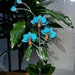see more listings in the Orchids section
