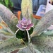 see more listings in the Cacti section