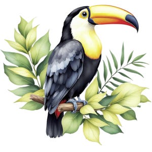 Ritratto di tucano in acquerello Costa Rica SVG / PNG / JPG Clipart - Uso commerciale gratuito