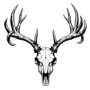 May include: A black and white illustration of a deer skull with large antlers. The skull is detailed with a visible jaw and teeth.