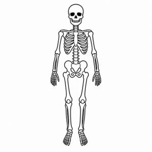 Peut inclure: Illustration en noir et blanc d'un squelette humain. Le squelette est représenté debout, avec tous les os clairement délimités. Le crâne, la cage thoracique, la colonne vertébrale et les membres sont tous visibles.