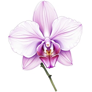 Könnte beinhalten: Detaillierte Illustration einer Phalaenopsis-Orchidee. Die Blüte hat weiße und hellviolette Blütenblätter mit dunkleren violetten Akzenten in der Mitte. Der Stiel ist grün und der Hintergrund ist weiß.