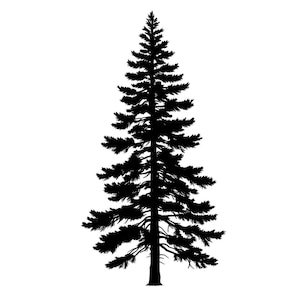 May include: Black silhouette of a tall, evergreen pine tree with a thick trunk and many branches.
