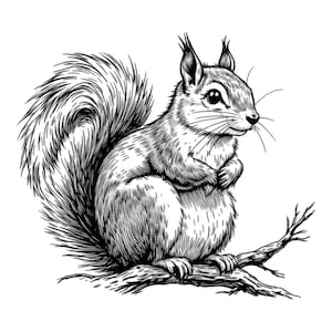 Squirrel on Tree Branch Black & White SVG / PNG / JPG Clipart - Free Commercial Use