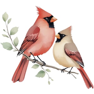 Ritratto di uccelli cardinali maschili/femminili, acquerello, arte SVG/PNG/JPG, clipart - uso commerciale gratuito