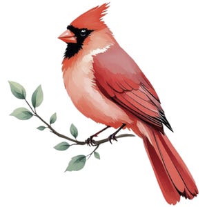 Ritratto di uccello cardinale su ramo, acquerello, arte SVG / PNG / JPG, clipart - uso commerciale gratuito
