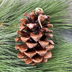 Pinecone Fire Starter - Perfect for Wood Burning Fire Pits, Campfires, Fireplaces and Bonfires, Gift for Home, Cabin, Camping and Hunting