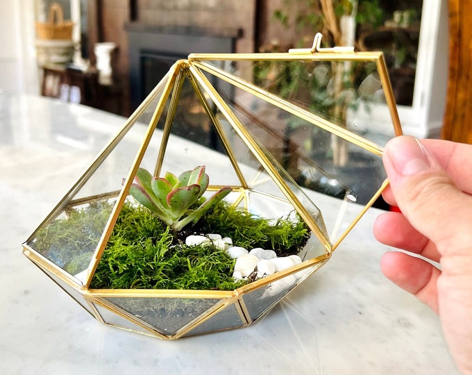 Cute Terrarium Kit, DIY Terrarium Kit With Live Moss, Terrarium Plant