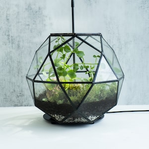 Geometric Terrarium Kit DIY with live terrarium plants and live moss, bioactive terrarium kit, airtight, lead-free, Luxury Gift, Science kit