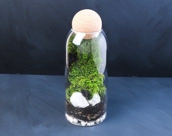 Waterfall Terrarium Kit with Double live Moss  and terrarium container, birthday gift, personalized gift, moss wall with VIDEO INSTRUCTIONS