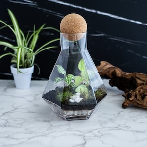Geometric Terrarium Kit with live moss and exotic plants, terrarium containers, glass planter, glass jar with cork, VIDEO INSTRUCTIONS