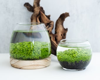 Water Terrarium Kit, Water Garden, birthday gift for Nature Lovers, Glass Plant Aquarium Set, water plants, gift for him, mothers day gift