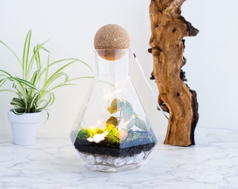 Airy Space Terrarium Kit with live moss and exotic plants, terrarium containers, glass planter, succulent planter with VIDEO INSTRUCTIONS