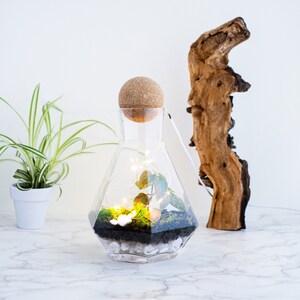 geometric terrarium kit, closed terrarium kit, tropical terrarium, sustainable ecosystem kit, diy terrarium