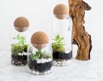 Family Size Closed Terrarium Kit with Moss with plants(3x) and terrarium container(3x), nature inspired decor with VIDEO INSTRUCTIONS