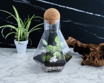 Geometrisches Terrarienset mit lebendem Moos und exotischen Pflanzen, Terrarienbehältern, Glaspflanzgefäß, Glasgefäß mit Kork, VIDEOANLEITUNG