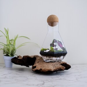 geometric terrarium kit, closed terrarium kit, tropical terrarium, sustainable ecosystem kit, diy terrarium