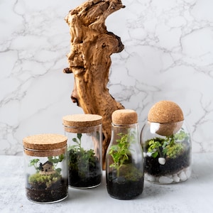 Pu&ograve; includere: Quattro barattoli di vetro con tappi di sughero, riempiti di giardini in miniatura. I barattoli sono disposti su una superficie di marmo bianco, con un pezzo di legno alla deriva dietro di loro.