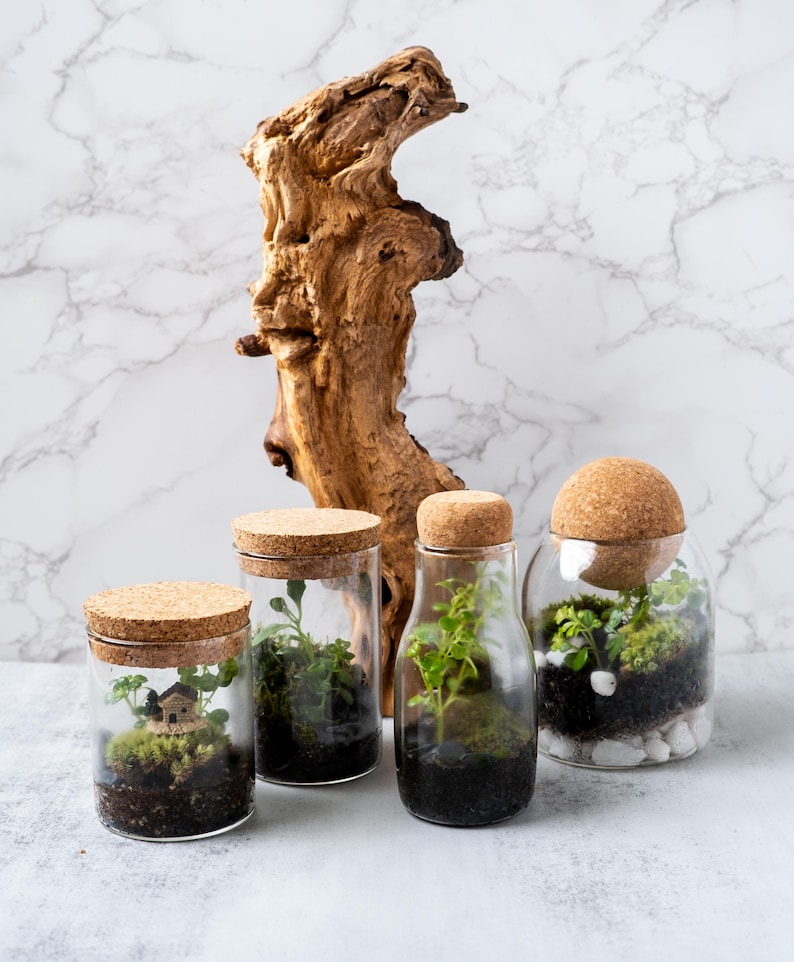 Pu&ograve; includere: Quattro barattoli di vetro con tappi di sughero, riempiti di giardini in miniatura. I barattoli sono disposti su una superficie di marmo bianco, con un pezzo di legno alla deriva dietro di loro.