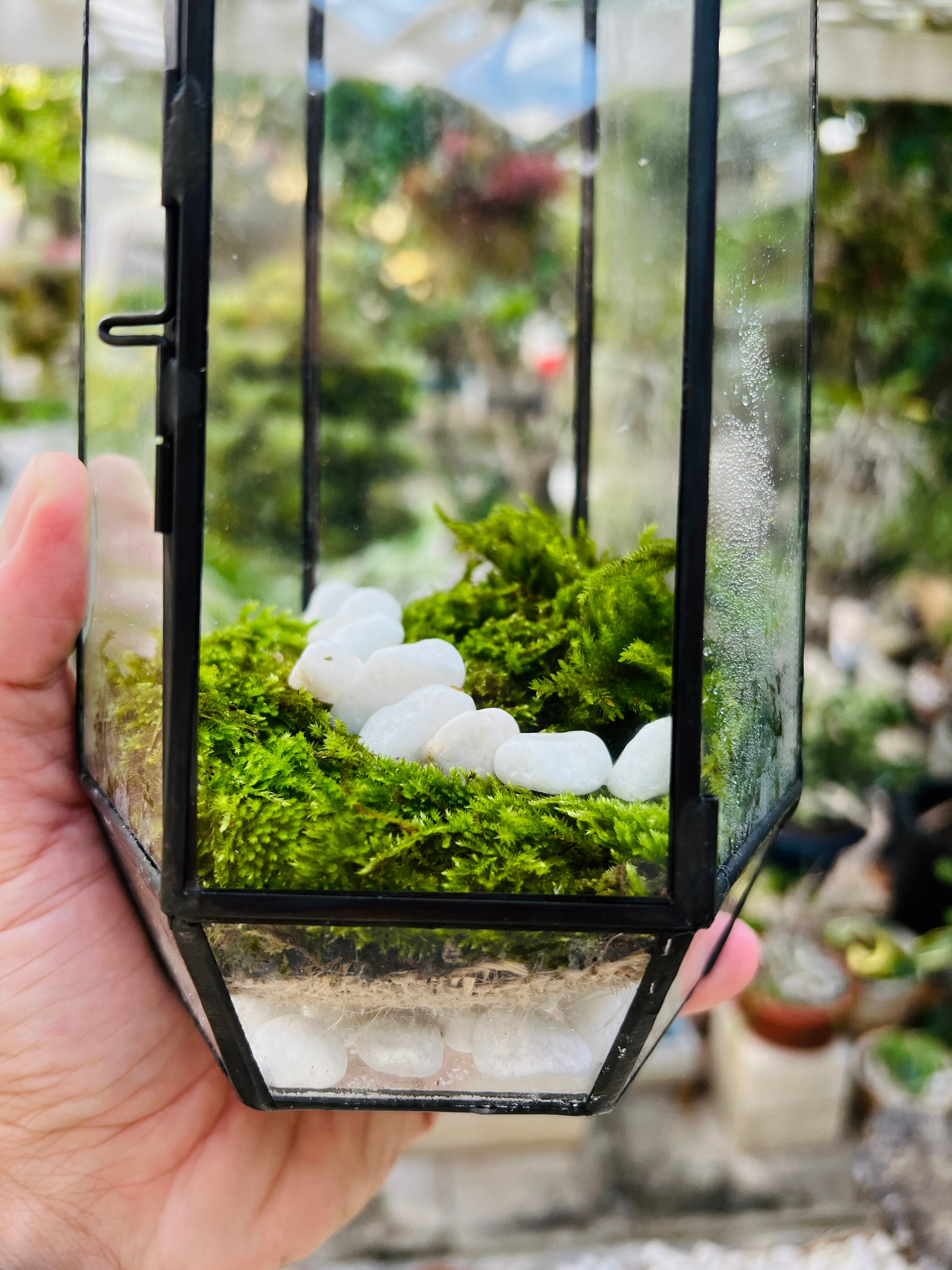  DIY Terrarium Kit with Live Moss Plant and 9 Glass Bottle Jar  Container Planter, Closed Moss Terrarium with Lid (Ball Cork)