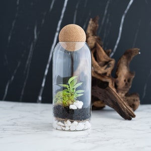 Complete Closed terrarium kit with live plants and live moss, bioactive terrarium, sealed terrarium kit / science kit for kids, mothers day