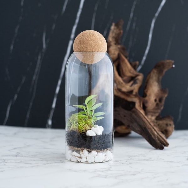 Complete Closed Terrarium Kit with live Moss - plants and terrarium container, birthday gift, handmade sympathy gift, w/ VIDEO INSTRUCTIONS