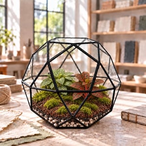 May include: A geometric glass terrarium with a black metal frame containing two small plants, one with green and white veined leaves and one with red and green veined leaves, set in a base of green moss, brown soil, and small white and grey pebbles.