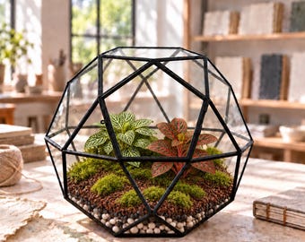 May include: A geometric glass terrarium with a black metal frame containing two small plants, one with green and white veined leaves and one with red and green veined leaves, set in a base of green moss, brown soil, and small white and gray pebbles.