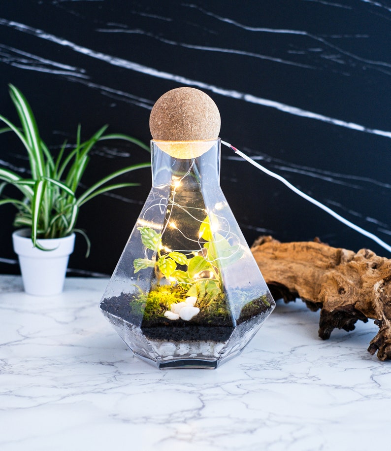 geometric terrarium kit, closed terrarium kit, tropical terrarium, sustainable ecosystem kit, diy terrarium