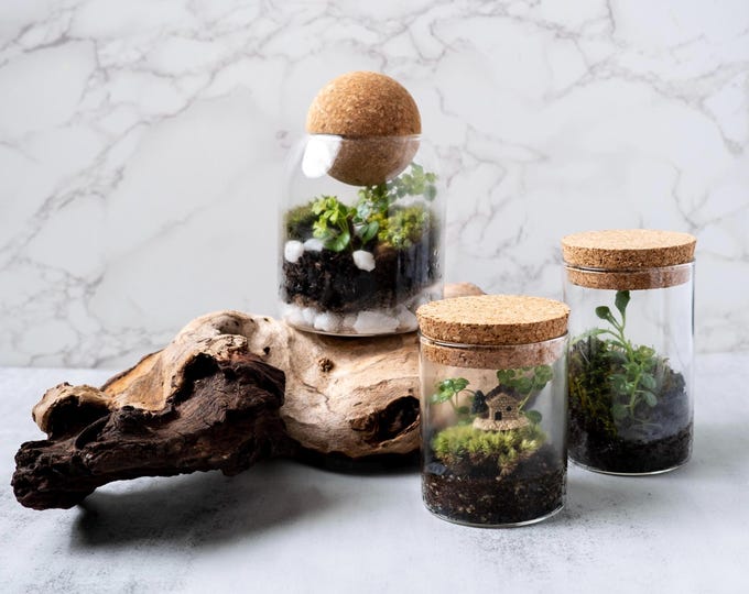 Tiny Terrarium Kit with Live Moss & Plant Cutting | Self-Sustaining Mini Closed Terrarium DIY, Desk Plant Jar Garden, STEM Kit for Kids