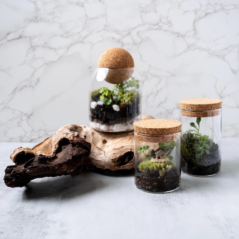 Pu&ograve; includere: Tre terrari di vetro con coperchi in sughero, ognuno contenente diversi tipi di piante ed elementi decorativi. I terrari sono disposti su un pezzo di legno galleggiante.